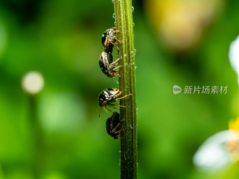 植物上的蝽象