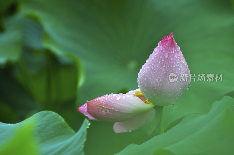 夏日莲花荷花荷叶荷塘睡莲