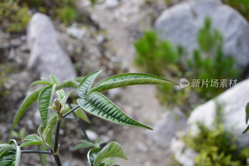 高原上的雪上绿树