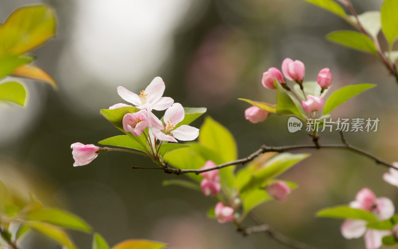 春天百花盛开