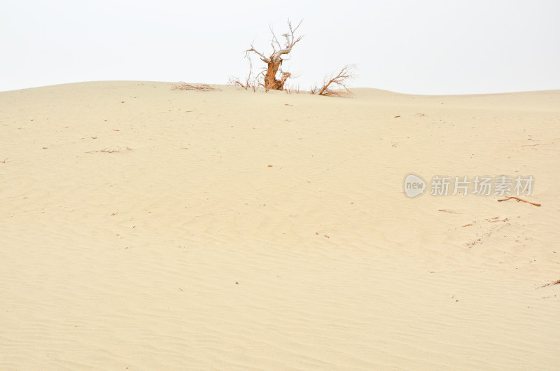 新疆塔克拉玛干沙漠胡杨树