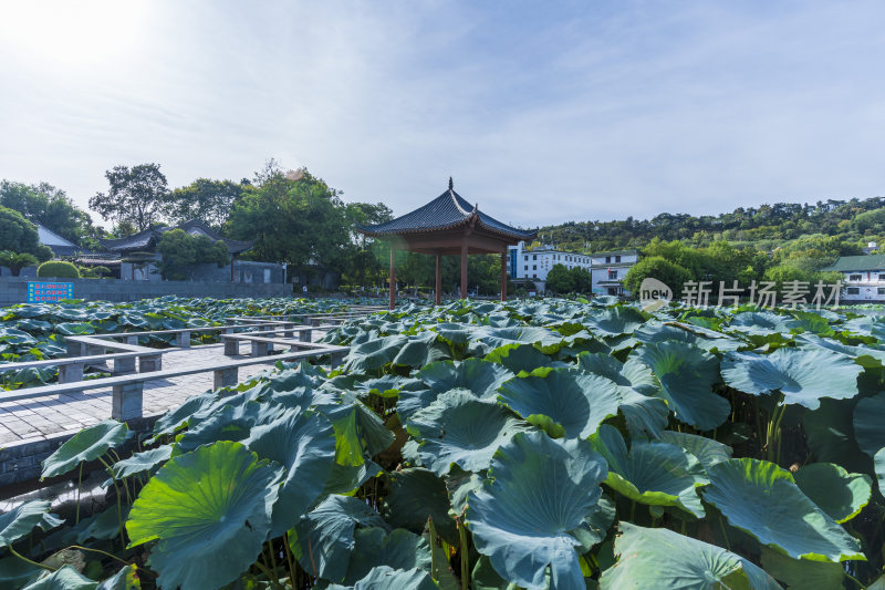 武汉汉阳莲花湖公园园林风光