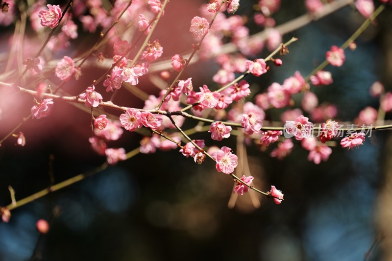 杭州植物园梅花