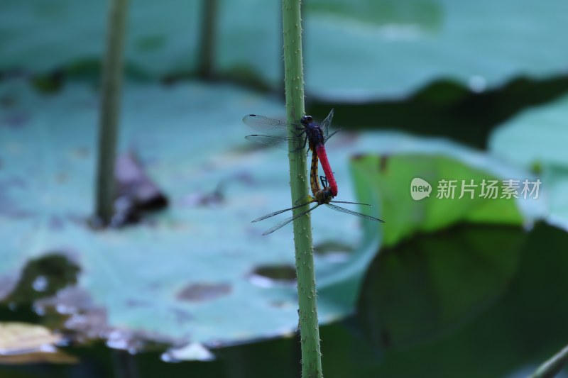 记录生活 花儿 虫儿 工作的人们 我们的世界