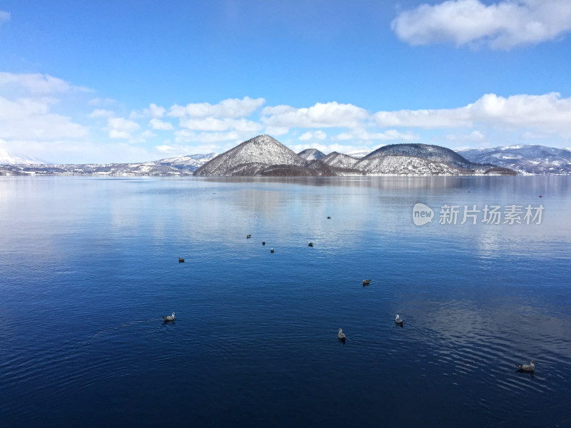 湖面水鸟