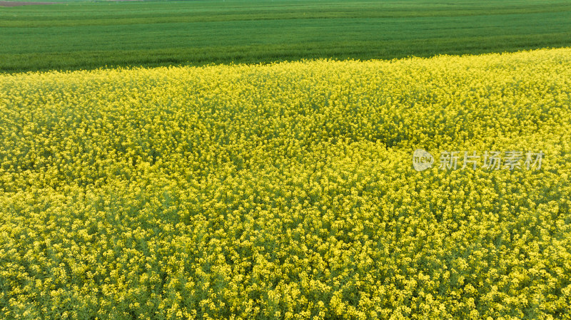 湖北武汉蔡甸消泗油菜花海航拍