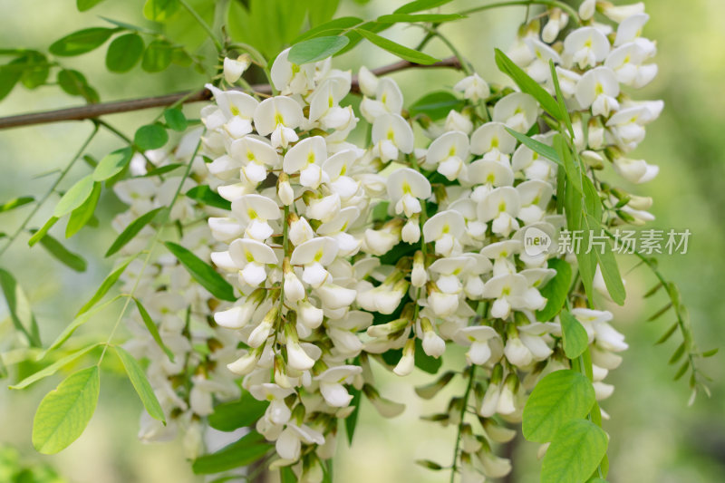 春天洋槐花槐树花盛开