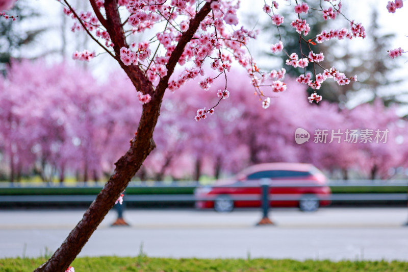 城市道路旁盛开的樱花景观