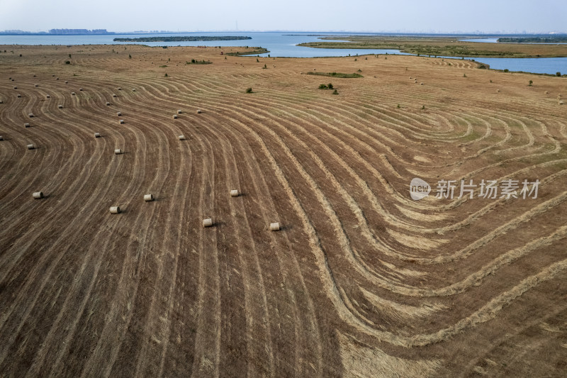 秋天天津团泊湖稻田草垛农业风光航拍