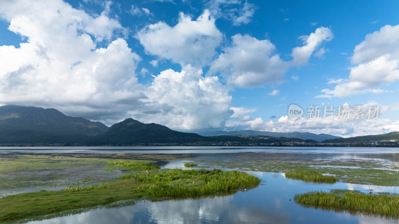 丽江拉市海湿地公园夏天的草地牛羊野鹤飞鸟