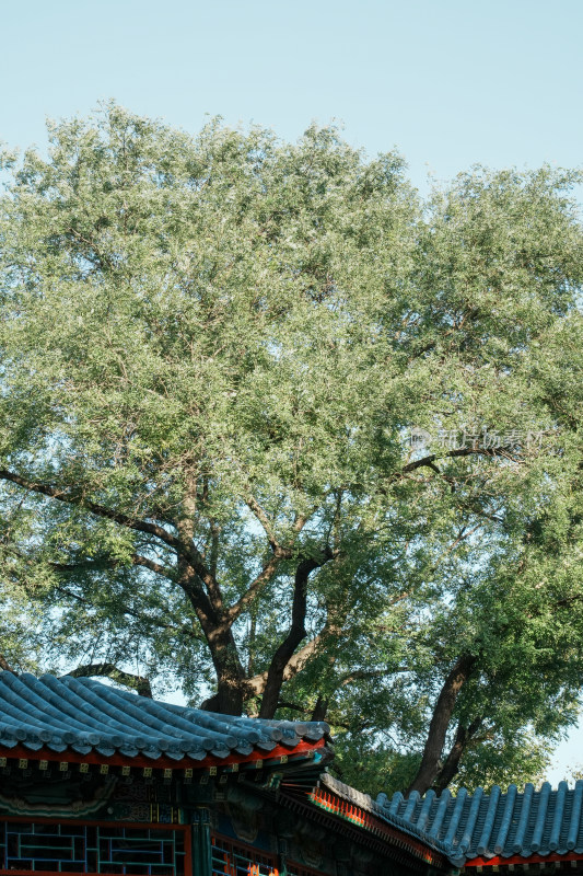 北京地坛公园秋季树林风景