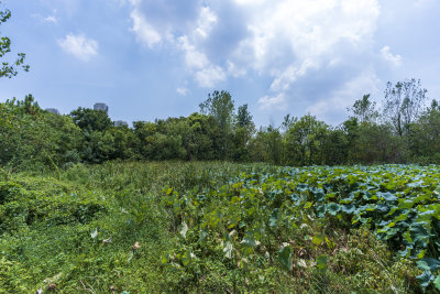 武汉蔡甸汤湖公园生态园林风景