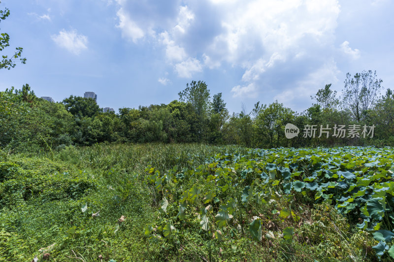 武汉蔡甸汤湖公园生态园林风景