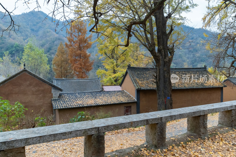 故乡老家房屋秋天银杏