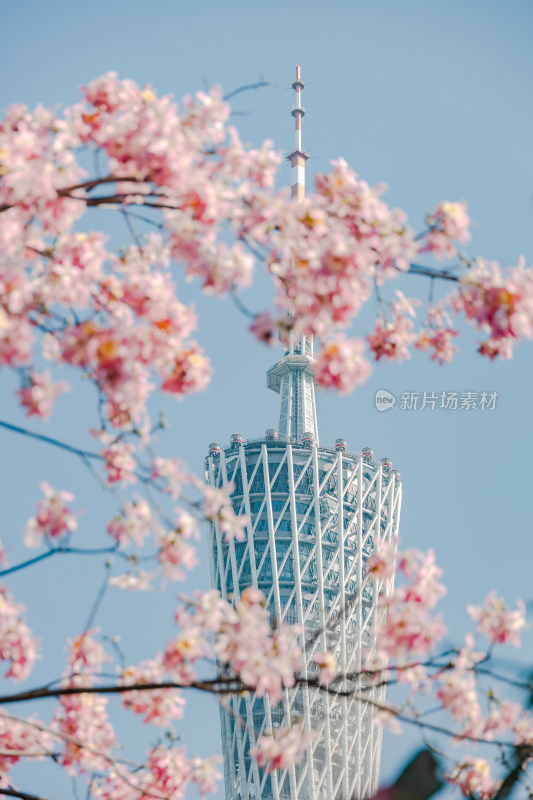 中国广东省广州市广州塔异木棉