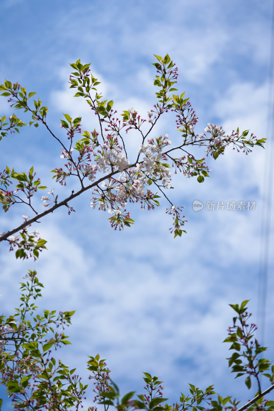 盛开的樱花