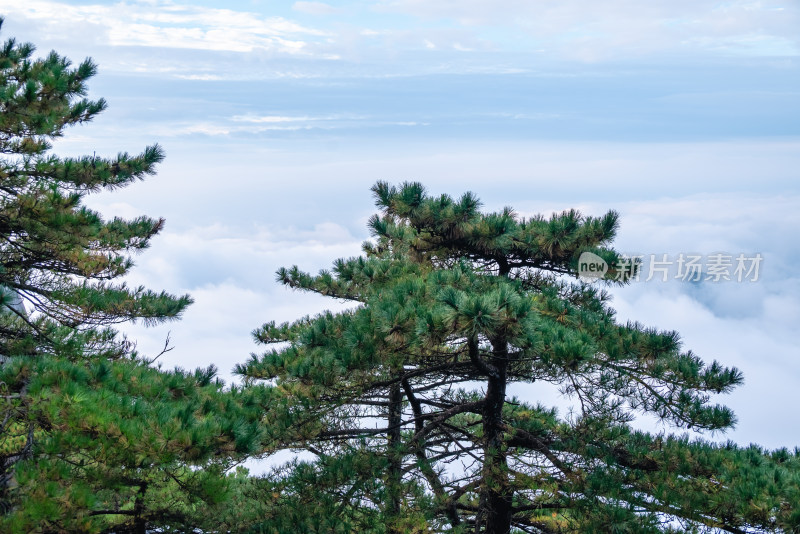 云雾下，安徽黄山的松树风景