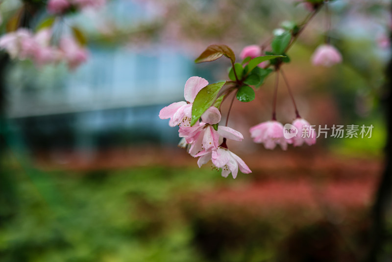 海棠花 垂丝海棠 春天