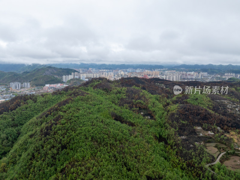 贵州毕节山火区域春天万物复苏