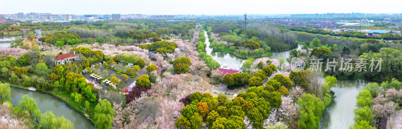 航拍上海宝山顾村公园樱花季樱花