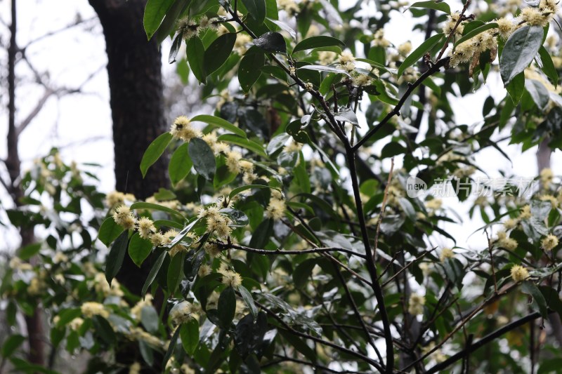 枝头绽放的黄色花朵与绿叶