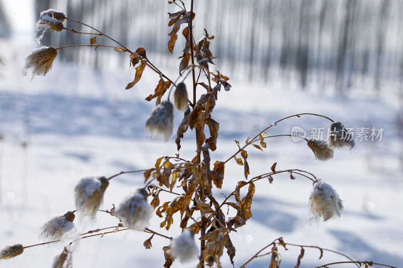 雪中枯萎植物特写