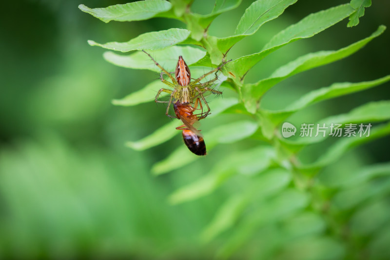 蜘蛛捕食蜜蜂微距生态摄影