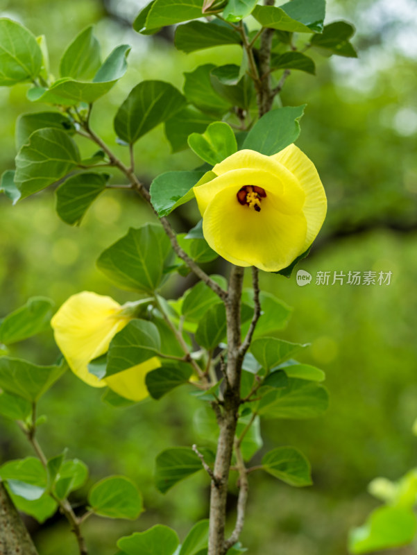 海滨木槿黄芙蓉开花特写