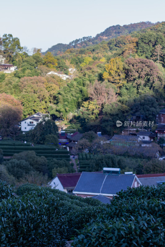 杭州龙井树十里锒铛茶园与民居景致