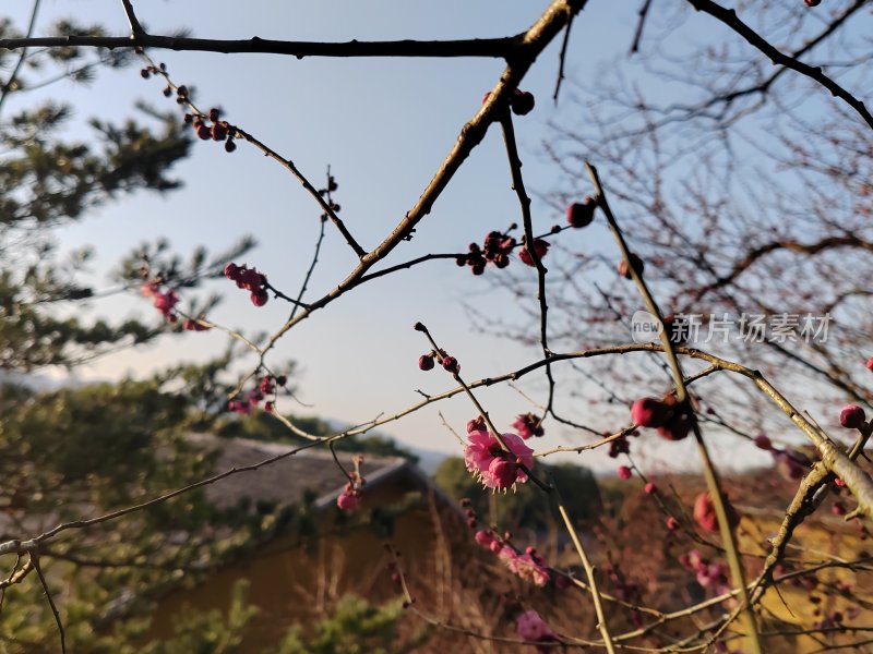 枝头梅花初绽的春日自然景象