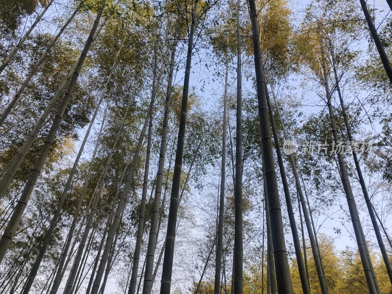 茂密竹林的仰视视角全景