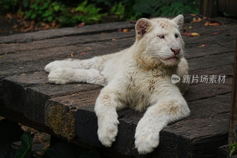 趴在木台上的白色小老虎