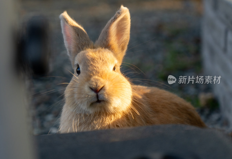 家兔特写镜头