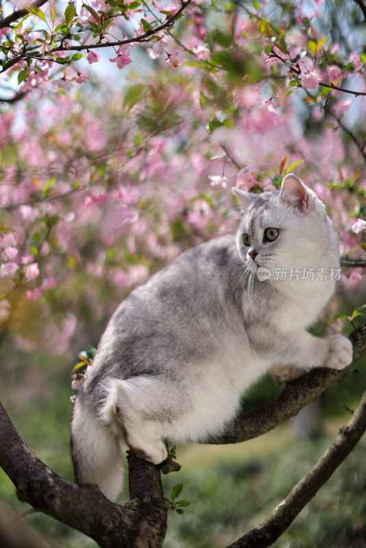 海棠花和英国短毛猫银渐层