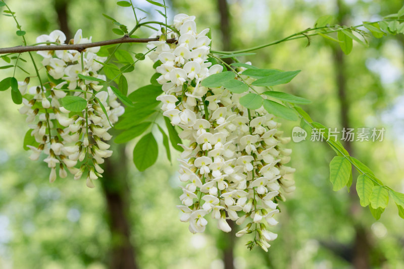 春天洋槐花槐树花盛开