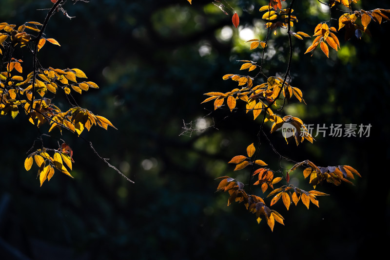 上海嘉定秋霞圃枫林园林秋色