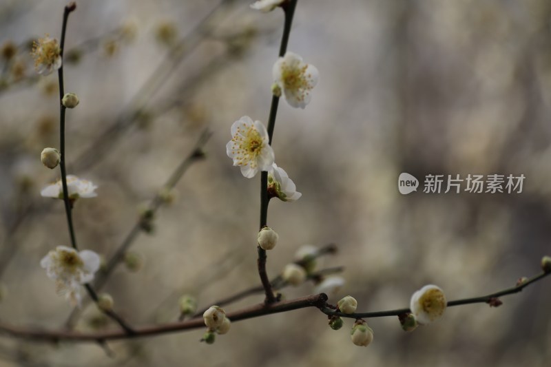 梅花系列