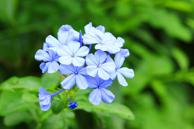 蓝花丹花草