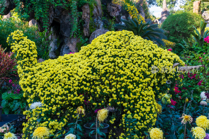 福州西湖第58届菊花展览