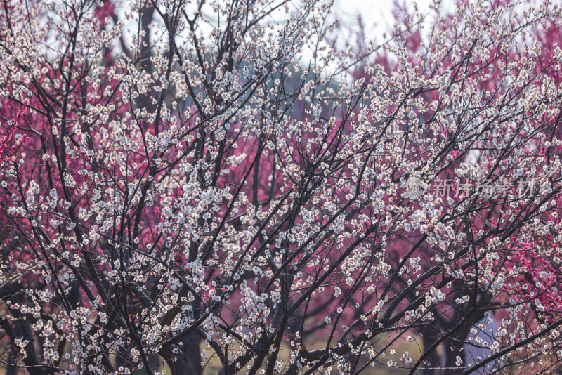 花开海上梅花节