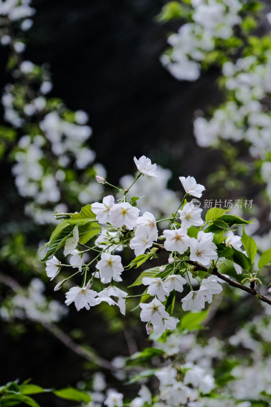 玄武湖的樱花