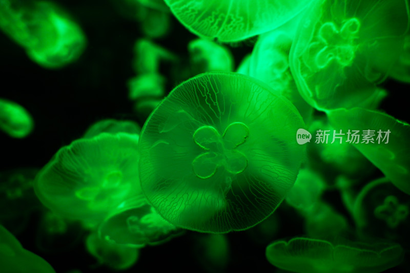 管水母绿色灯光荧光