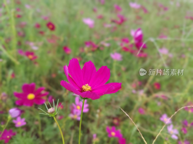 花丛中一朵盛开的鲜艳波斯菊特写