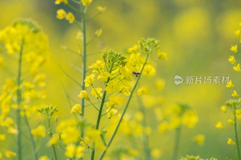 春天油菜花和蜜蜂