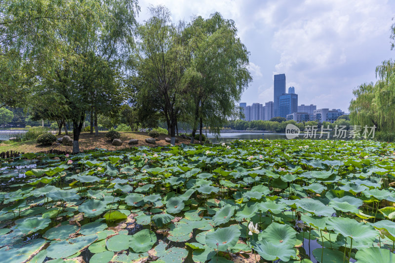 武汉江汉区后襄河公园风景