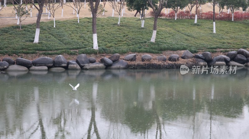 水边绿地有石头，白鹭飞翔的自然景观