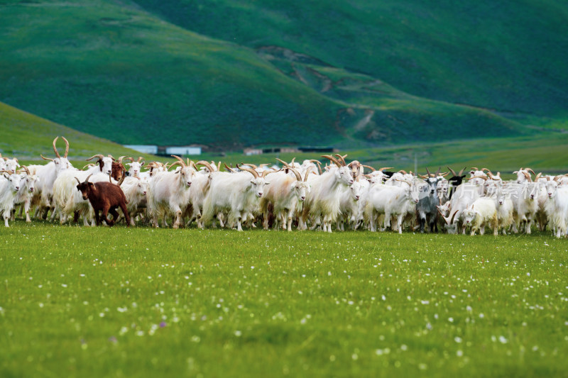内蒙古草原羊群放牧