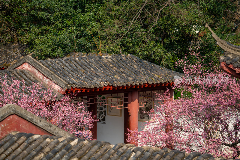 武汉东湖梅园古建筑梅花