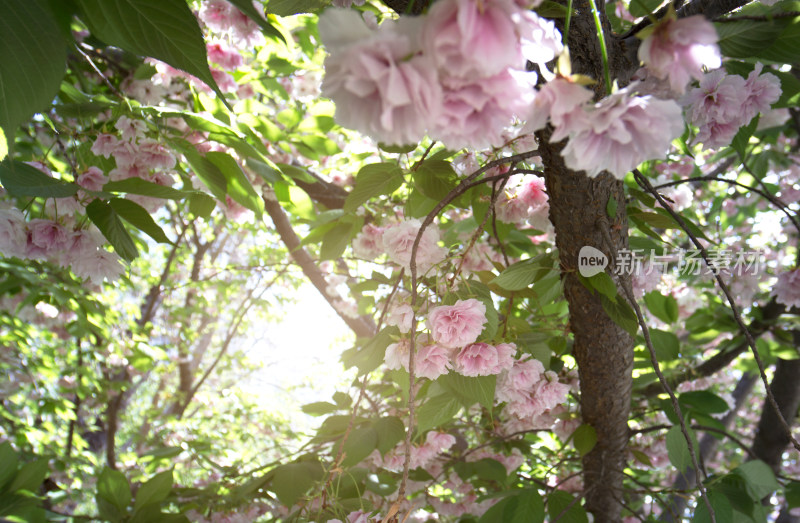 绿化植物日本晚樱樱花特写