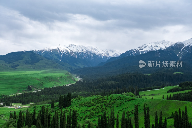 新疆伊犁恰西雪山森林草原风光